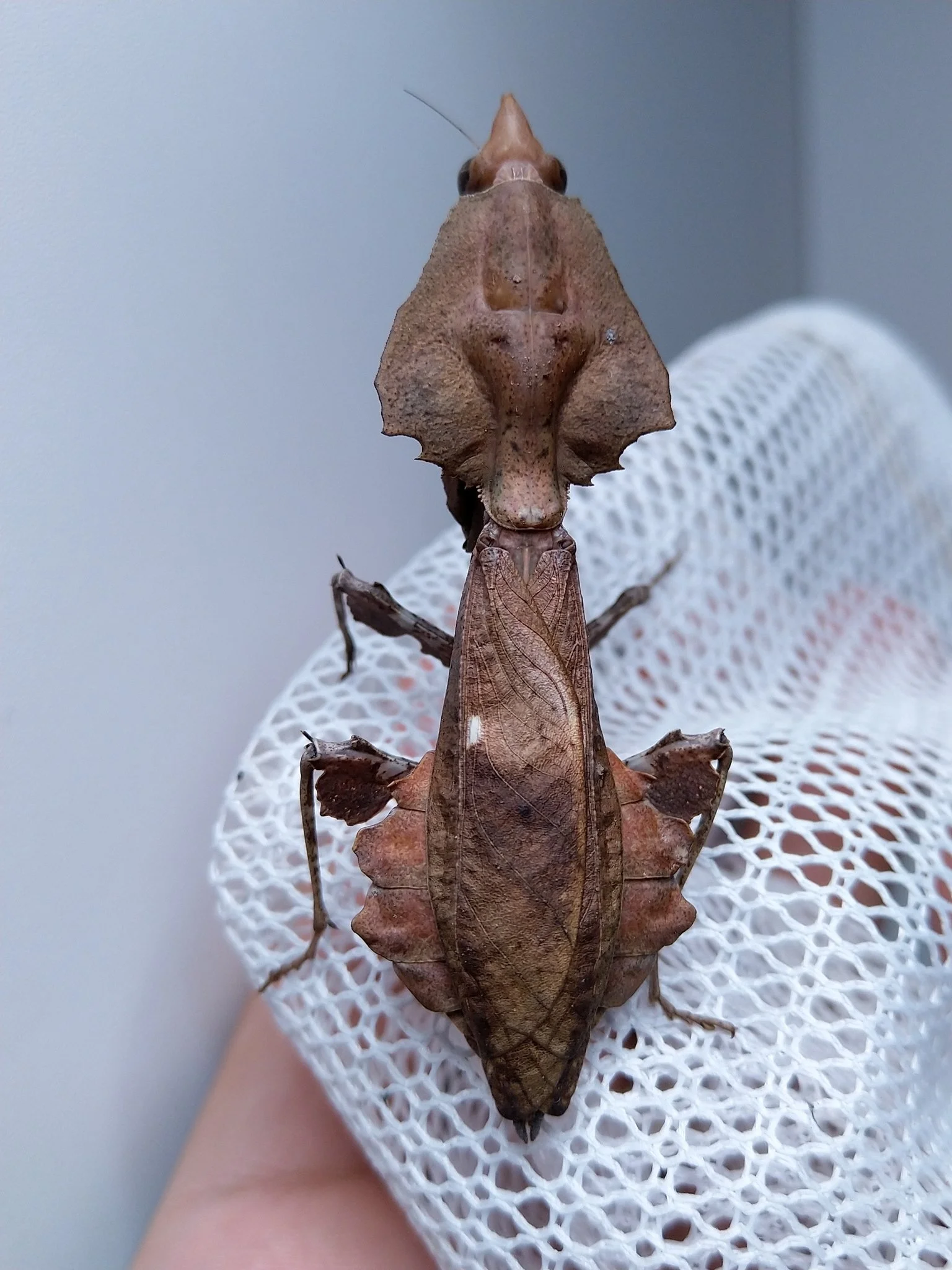 Darth Vader Mantis (Parablepharis kuhlii asiatica) i2 — Mantis